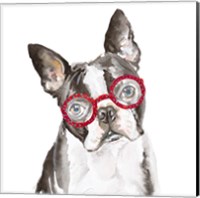 French Bulldog with Glasses Fine Art Print
