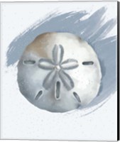 Sand Dollar Fine Art Print