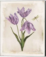 Antiquarian Blooms III Purple Fine Art Print