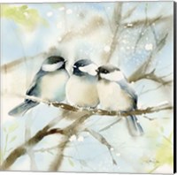 Three Chickadees in Spring Sq Fine Art Print