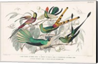 Hummingbirds Chart Fine Art Print
