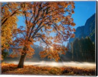 Autumn Oak Sunrise & Fog Fine Art Print