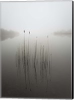 Reeds in the Mist Fine Art Print
