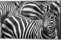 Stripes Fine Art Print