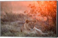 Sunset Lioness Fine Art Print