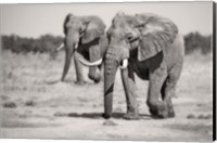 Twin Elephants Fine Art Print