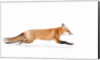 Red Fox on the Run - Algonquin Park Fine Art Print