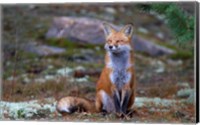 Fox Zen - Algonquin Park Fine Art Print