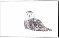 Snowy Owl in Winter Snow Fine Art Print