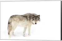 Timber Wolf Walking through the Snow Fine Art Print