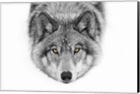 Yellow Eyes - Timber Wolf Fine Art Print