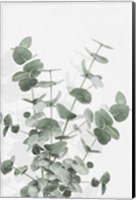 Eucalyptus Creative 16 Fine Art Print