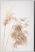 Reed Grass Grey 7 Fine Art Print