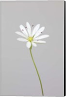 Small White Flower 1 Fine Art Print