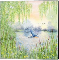 Kingfisher and Willows Fine Art Print