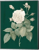 White Roses on Green I Fine Art Print