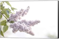 Pale Lilacs I Fine Art Print