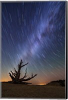 Star Trails behind old Bristlecone Pine Fine Art Print