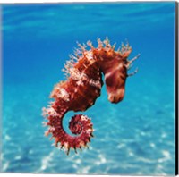 Seahorse Fine Art Print