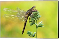 Dragonfly Fine Art Print