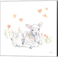 Spring Lambs III Fine Art Print