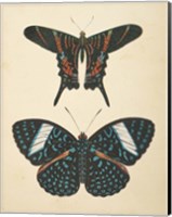 Papillons II Fine Art Print