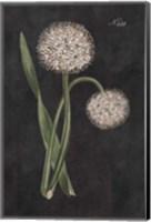 Allium II on Black Fine Art Print