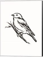 Songbird Sketch II Fine Art Print