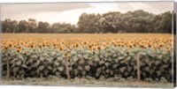 Sunflower Field No. 7 Fine Art Print