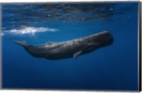 Sperm Whale Fine Art Print