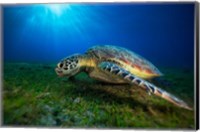 Green Turtle Fine Art Print