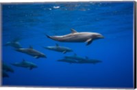 Dolphins Fine Art Print