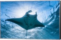 Manta Ray Fine Art Print