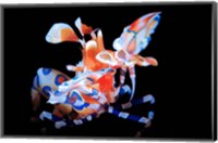 Harlequin Shrimp Fine Art Print