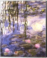 Waterlilies (pink flowers) Fine Art Print