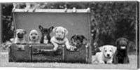 Dog Pups in a Suitcase Fine Art Print