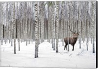 Stag in Birch Forest, Norway Fine Art Print