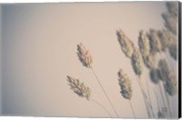 Dried Grass Study Fine Art Print