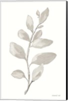 Gray Sage Leaves I on White Fine Art Print