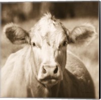 Pasture Cow Sepia Sq Fine Art Print