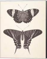 Papillons I Neutral Fine Art Print