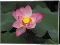 Pink Lotus In Bloom Fine Art Print