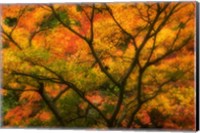 Maple Tree In Autumn Fine Art Print