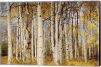Aspens With Autumn Foliage, Kaibab National Forest, Arizona Fine Art Print