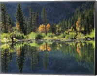 Autumn Colors Of Aspen Trees Reflecting In A Beaver Pond Fine Art Print