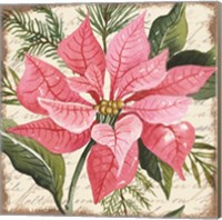 Pink Poinsettia Botanical Fine Art Print