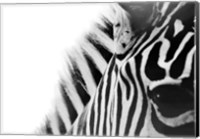 Zebra Eye Fine Art Print