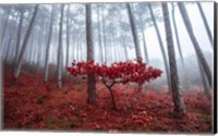 Misty Autumn Fine Art Print