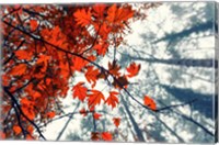 Red Autumn Leaves Fine Art Print