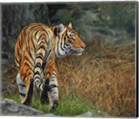 Indo Chinese Tiger Fine Art Print